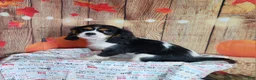 Cavalier King Charles Spaniel dogs for sale: Zoro - Ad 2