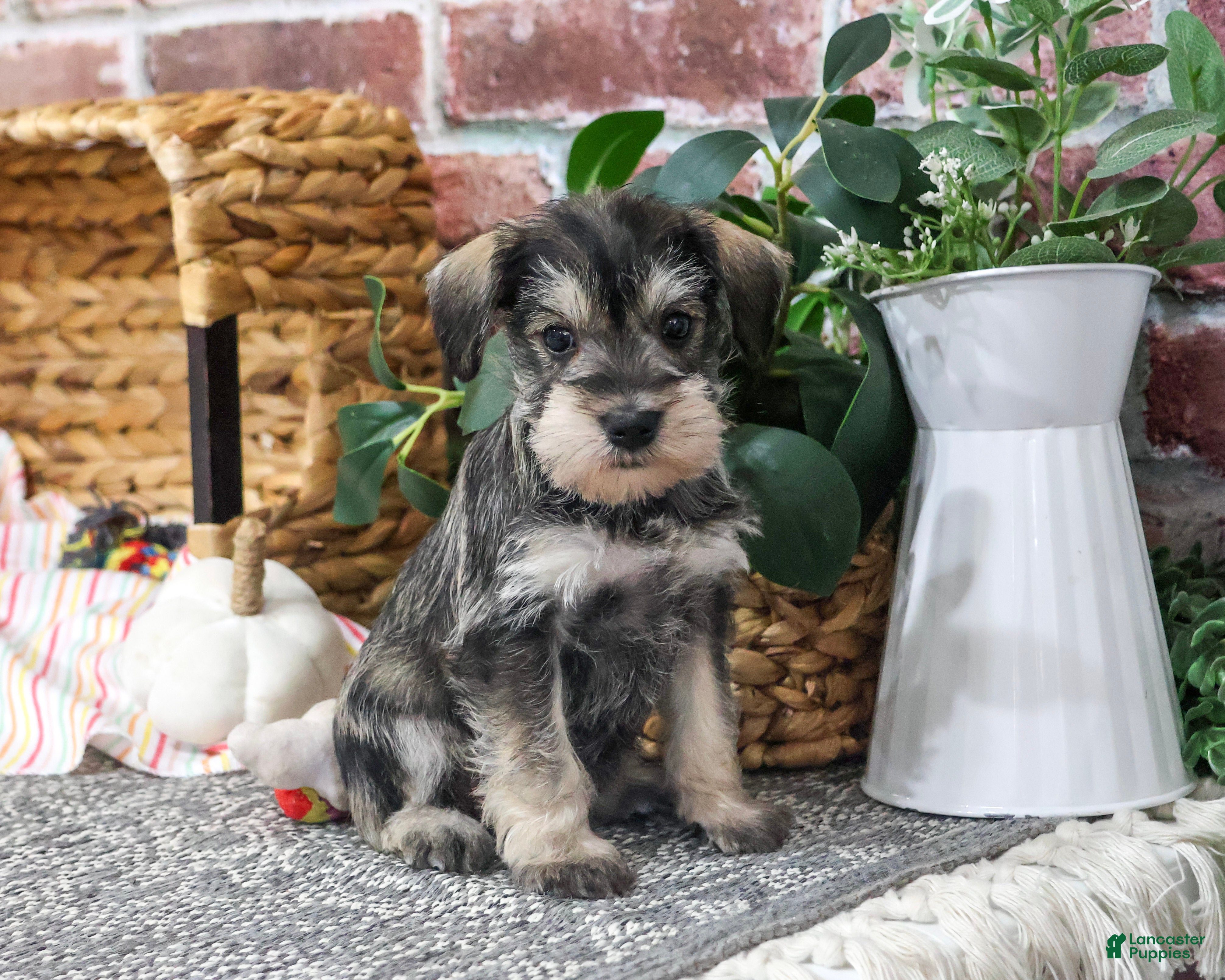 Miniature Schnauzer dogs for sale: Esme - Ad 2