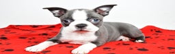 Boston Terrier dogs for sale: Trisha  - Ad 2
