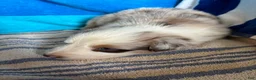 Australian Shepherd dogs for sale: Clove (AKC) - Ad 11