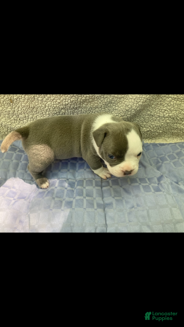 American Bully dogs American Bully Puppy 1 - Ad 2