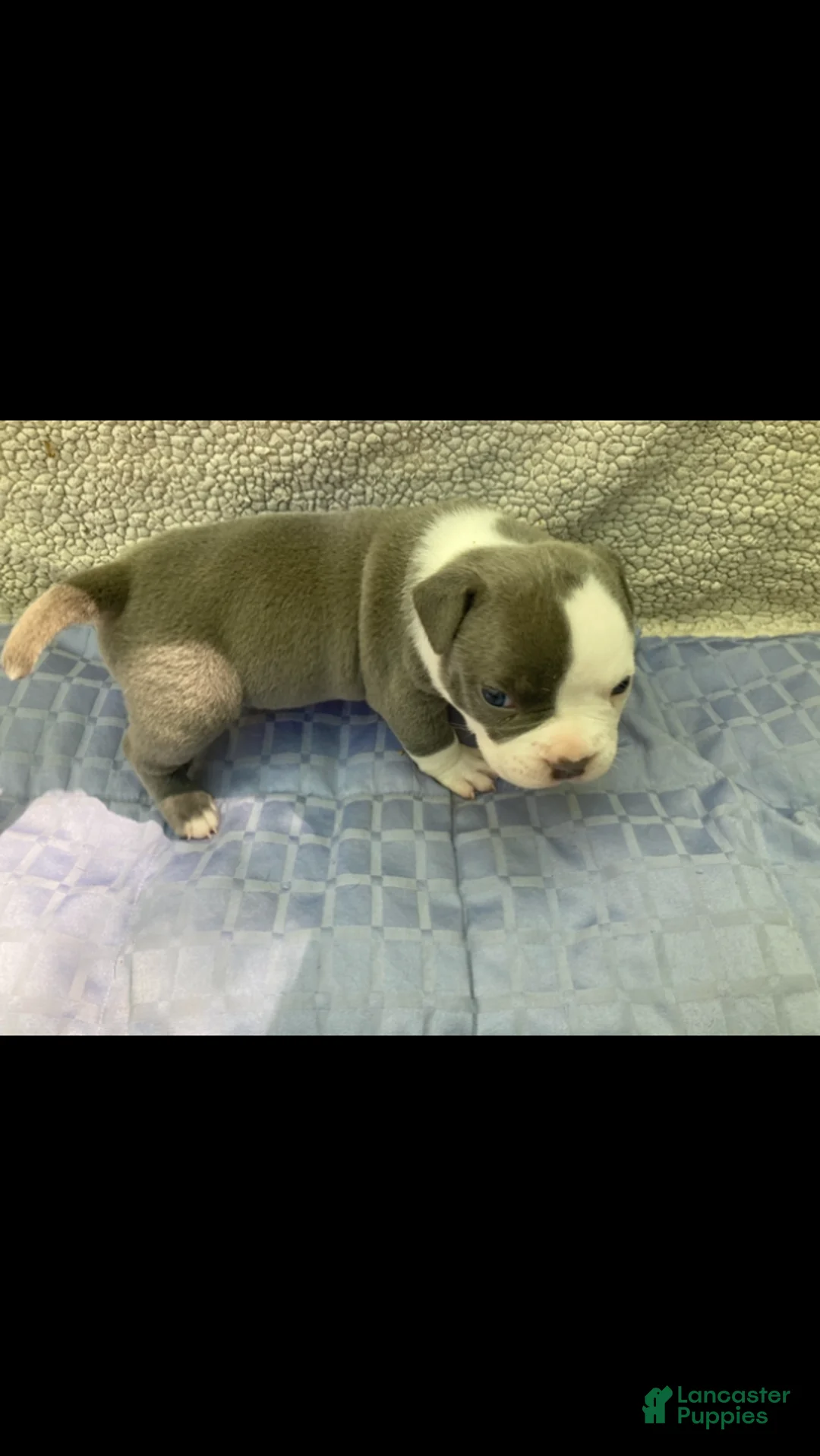 American Bully dogs for sale: American Bully Puppy 1 - Ad 2