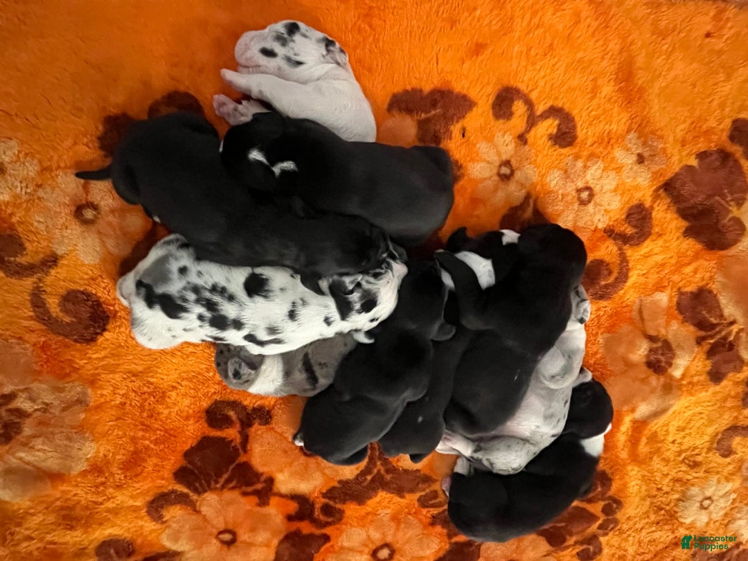 Gallery Image {{count}}