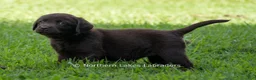 Labrador Retriever dogs for sale: Elijah - Ad 3