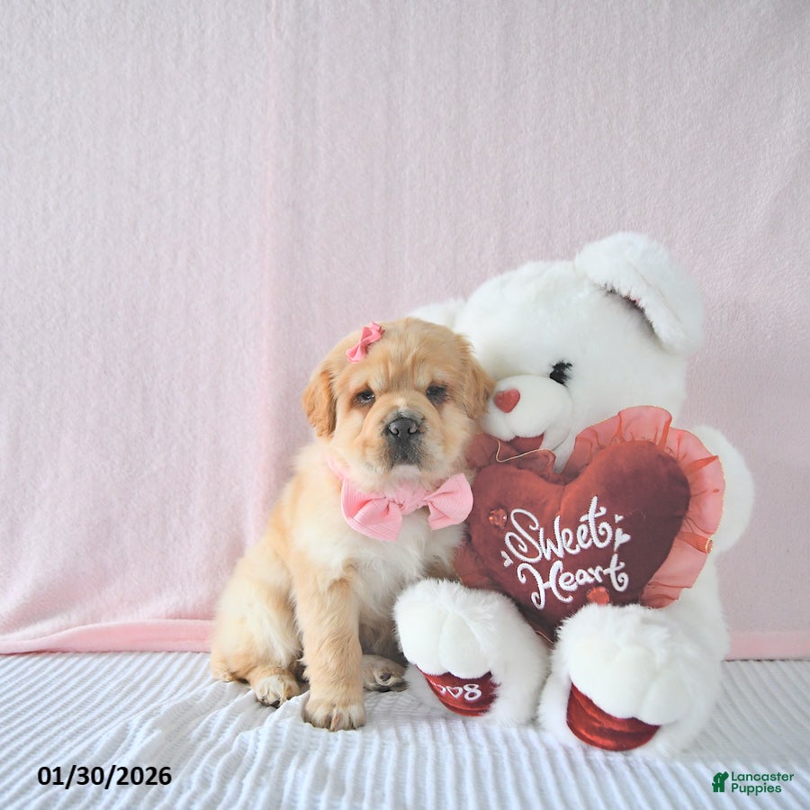 Mini Hippo dogs Dolly - Ad 8