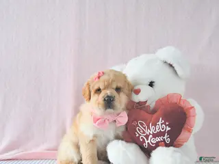 Mini Hippo dogs Dolly - Ad 8