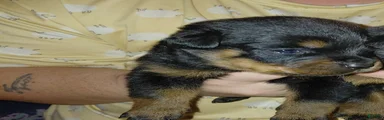 Rottweiler 5