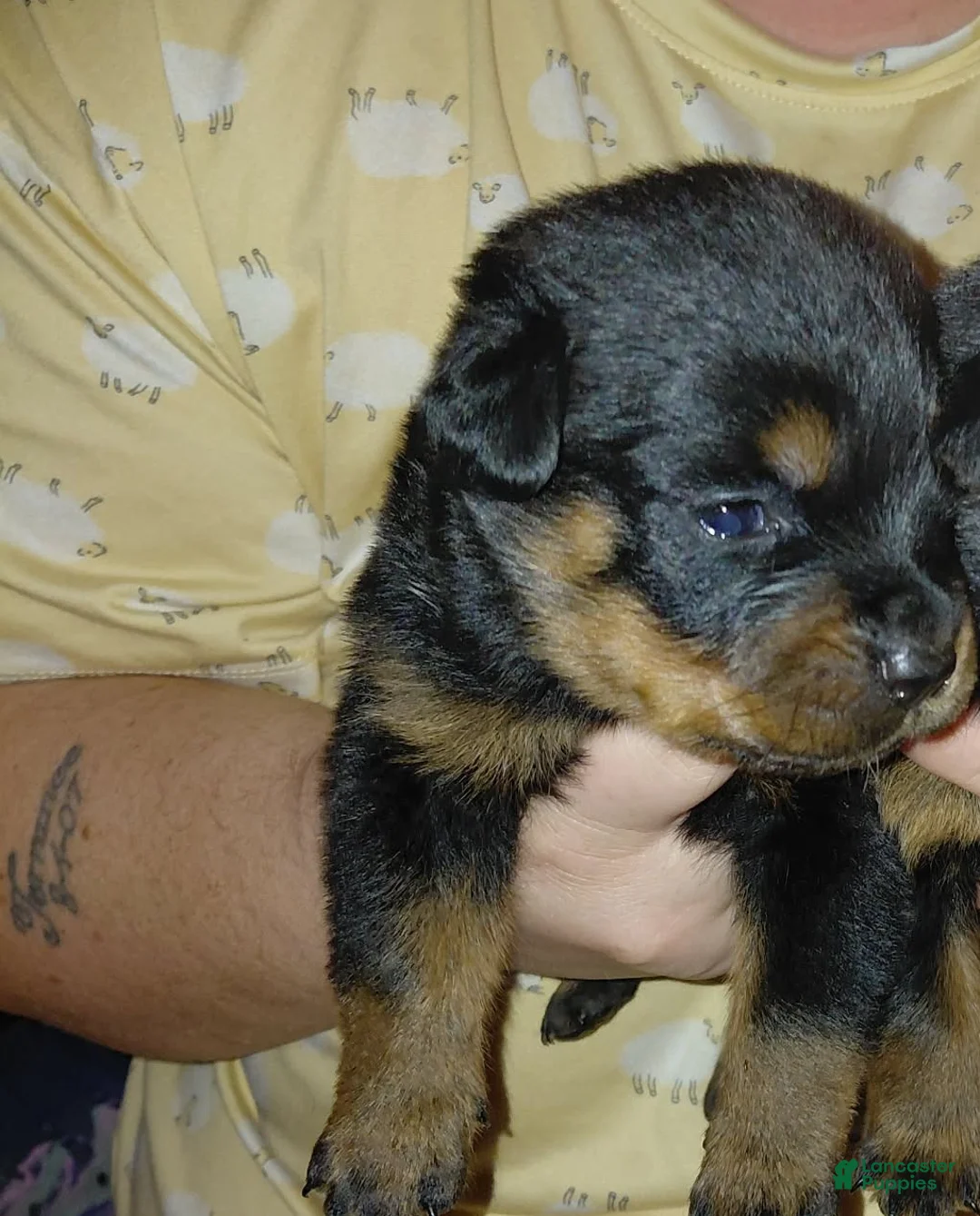 Rottweiler dogs for sale: Rottweiler 5 - Ad 1