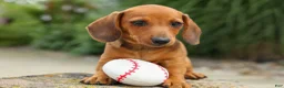 Miniature Dachshund dogs for sale: Scooter 🐾 - Ad 2