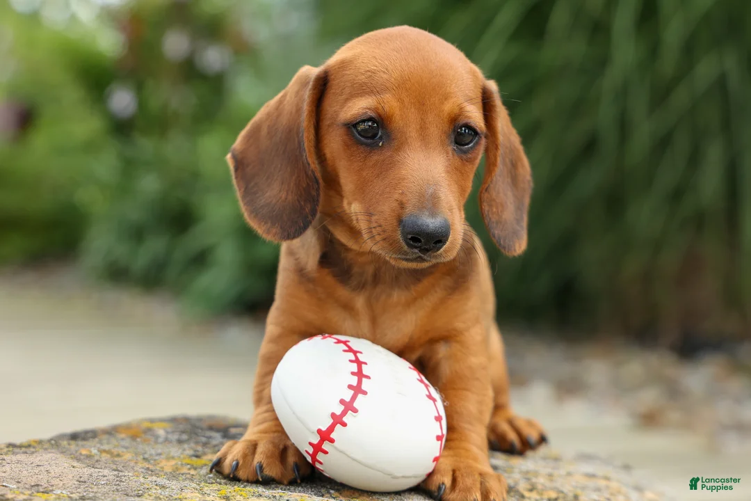Miniature Dachshund dogs for sale: Scooter 🐾 - Ad 2