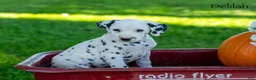 Dalmatian dogs for sale: Delilah  - Ad 3