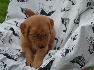 Golden Retriever dogs Glory - Ad 24