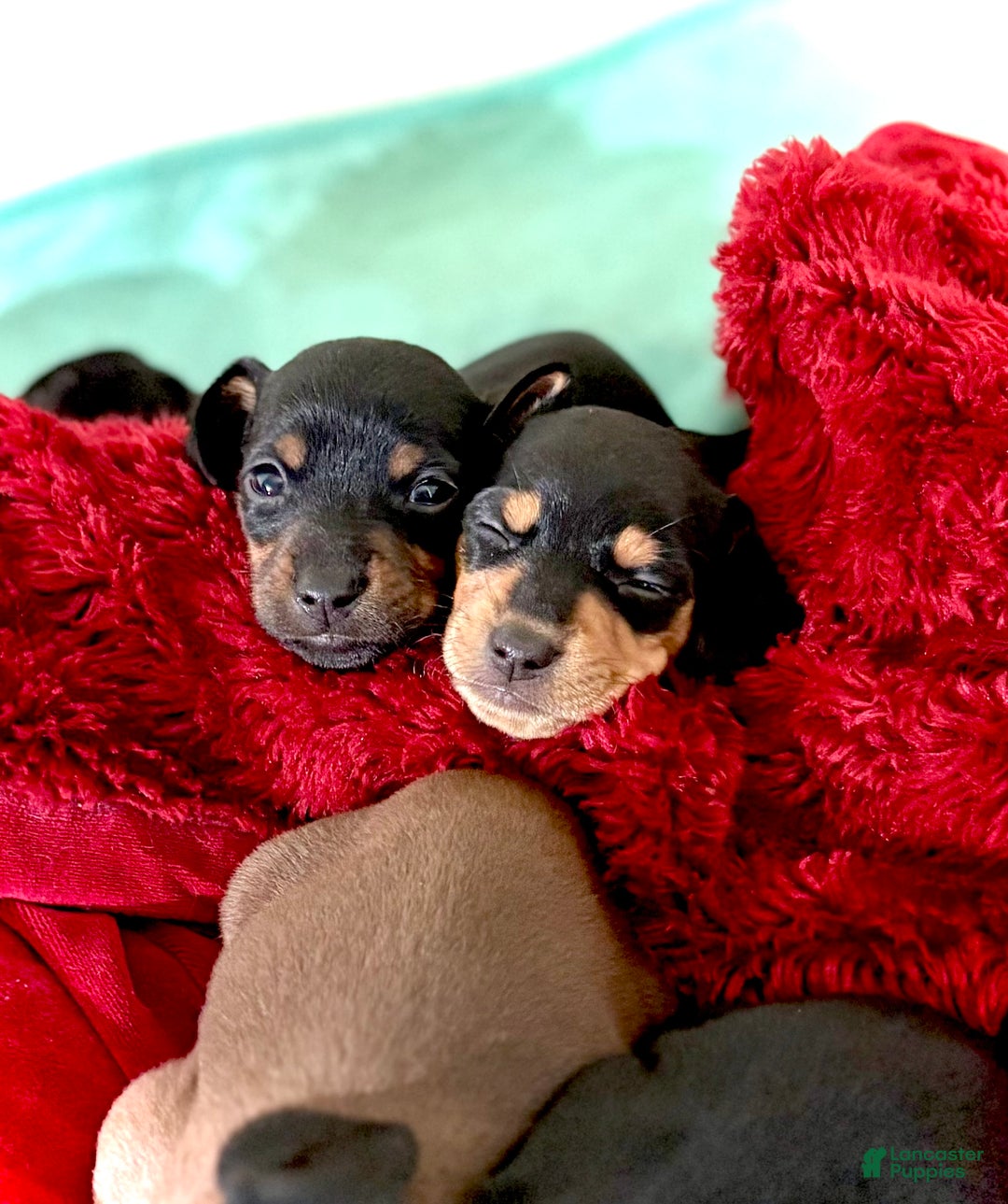 Mixed Breed dogs for sale: Pocket Pet 3 - Ad 2