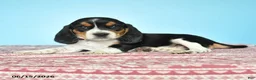 Beagle dogs for sale: Willow - Ad 4