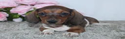 Miniature Dachshund dogs for sale: Joy - Ad 1