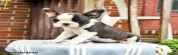 Frenchton dogs for sale: Deon - Ad 1