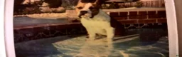 American Staffordshire Terrier dogs for sale: American Staffordshire Terrier 2 - Ad 19