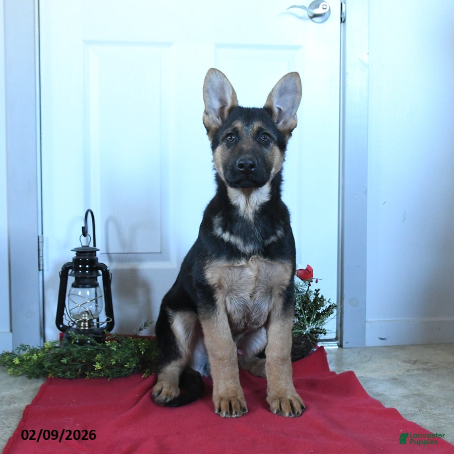 German Shepherd dogs Goose - Ad 10