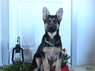 German Shepherd dogs Goose - Ad 10