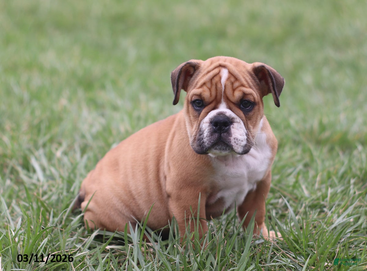 English Bulldog dogs Rosie - Ad 1