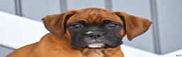 Boxer dogs for sale: Caramel - Ad 5