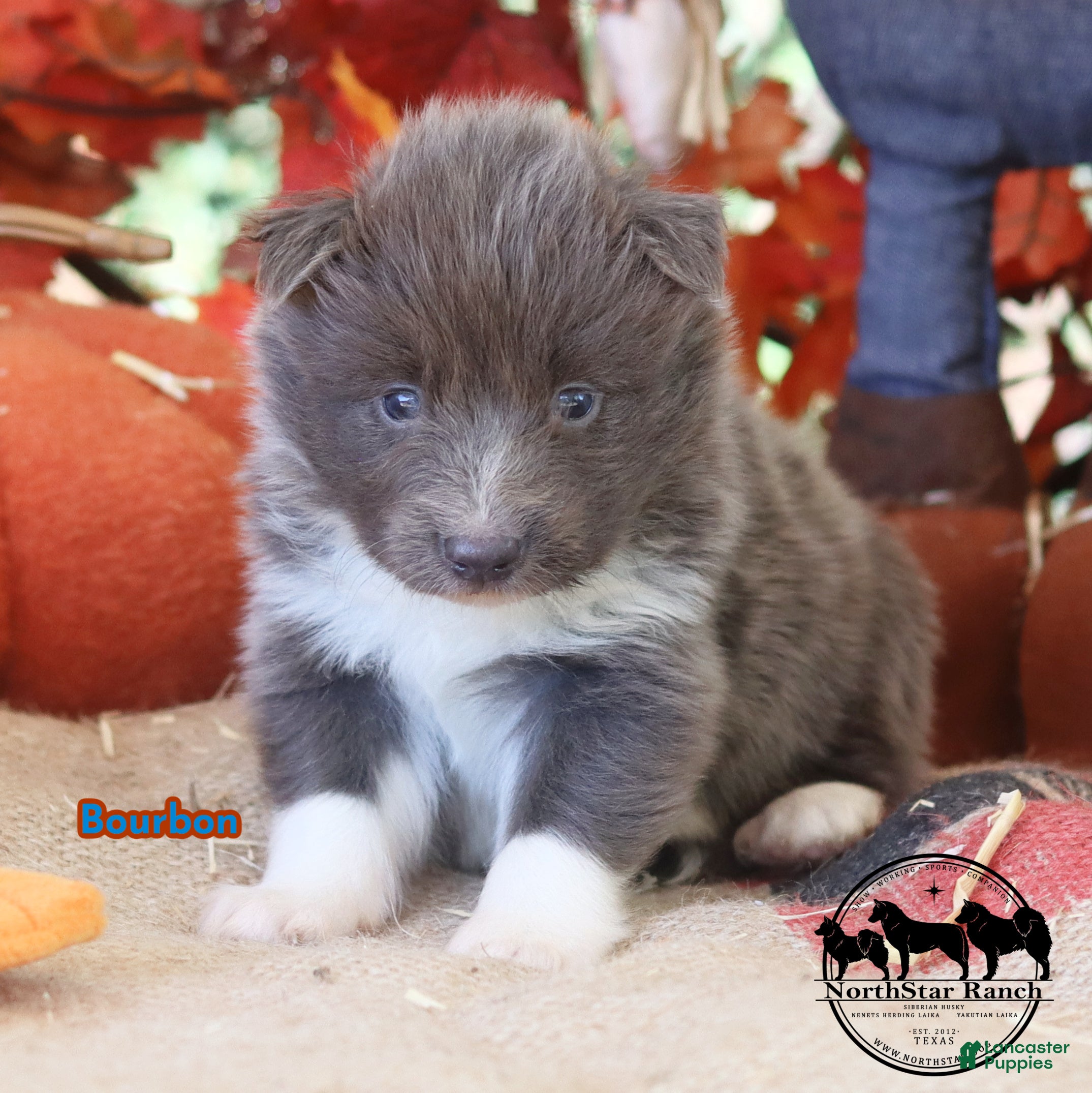 Nenets Herding Laika dogs for sale: Bourbon Nenets Laika Transport available - Ad 1
