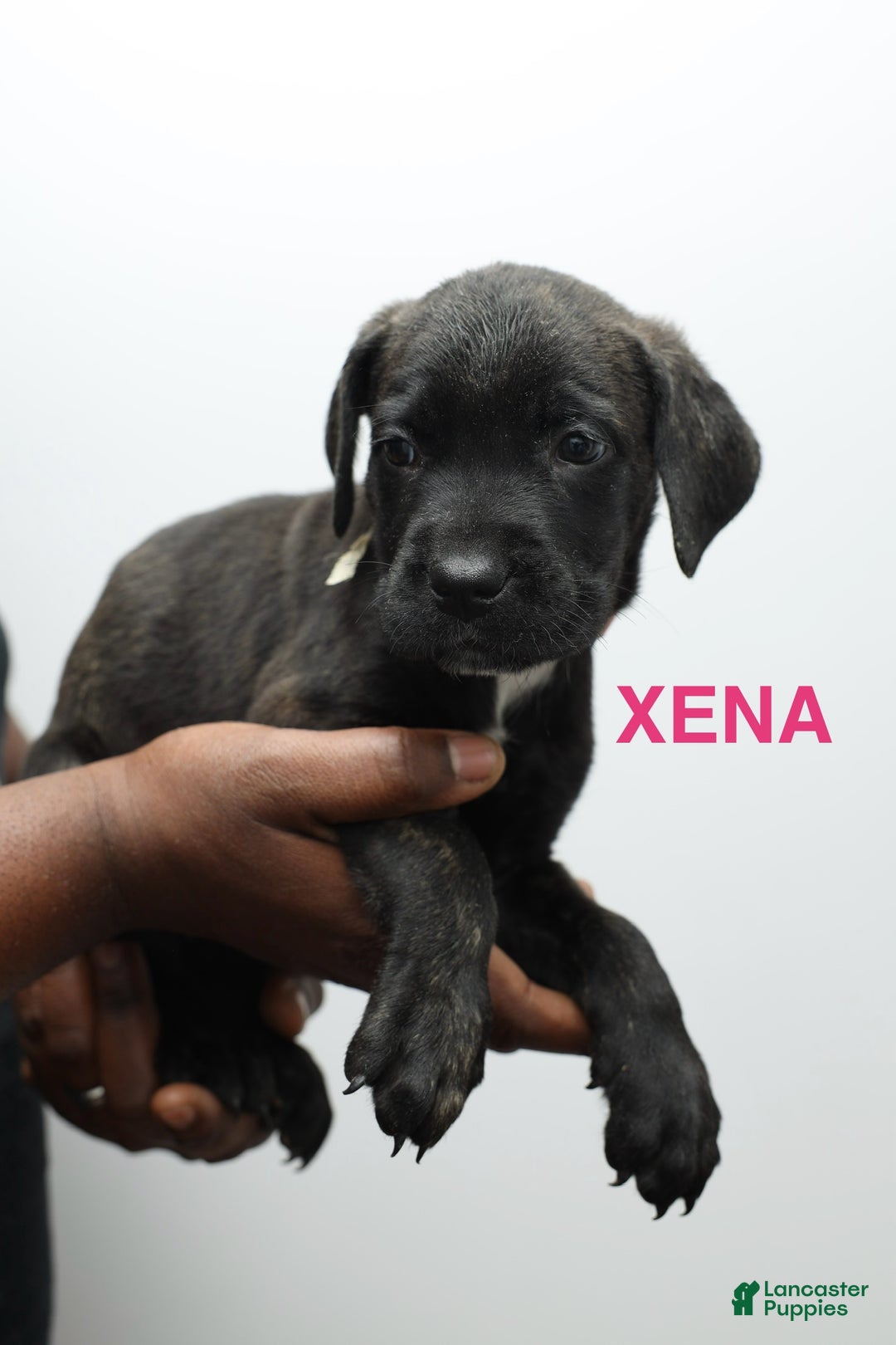 Cane Corso dogs for sale: Xena - Ad 1