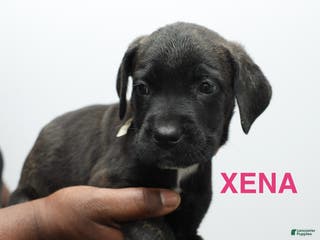 Cane Corso dogs Xena - Ad 3