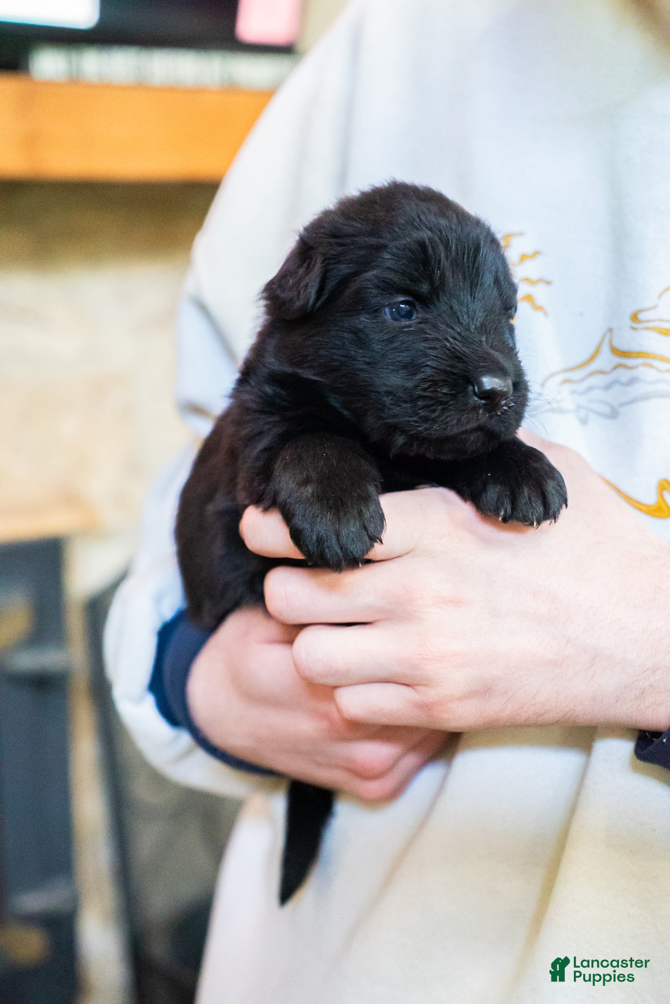 German Shepherd dogs German Shepherd Puppy 1 - Ad 1