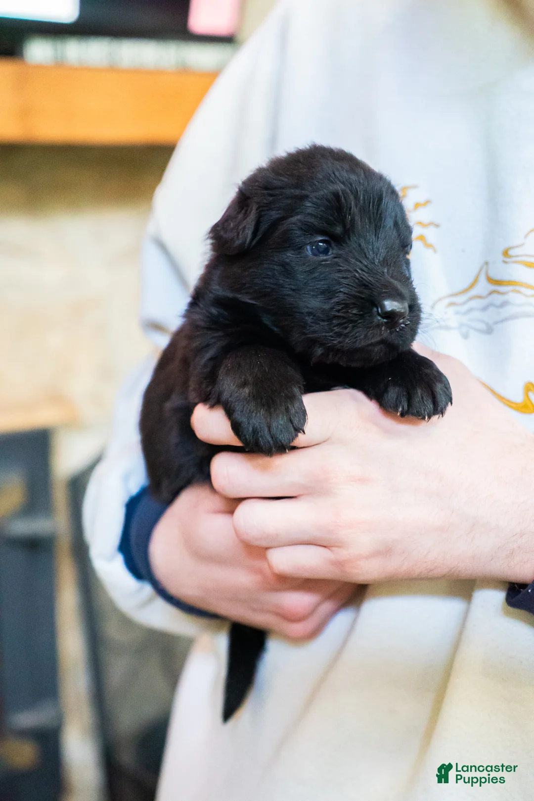 German Shepherd dogs for sale: German Shepherd Puppy 1 - Ad 1