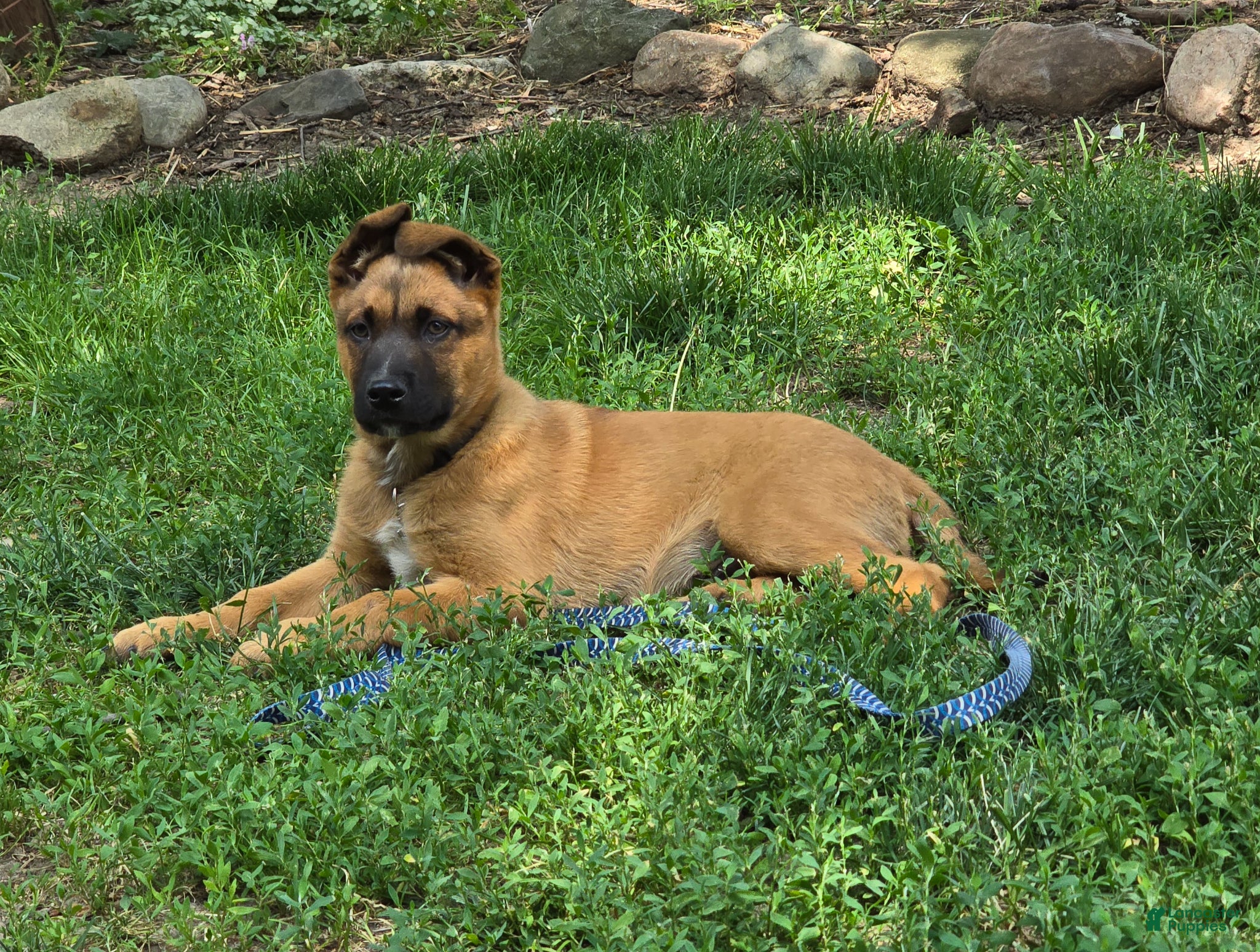 Mixed Breed dogs Rosco - Ad 1