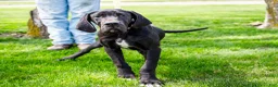 Great Dane dogs for sale: Carol - Ad 3