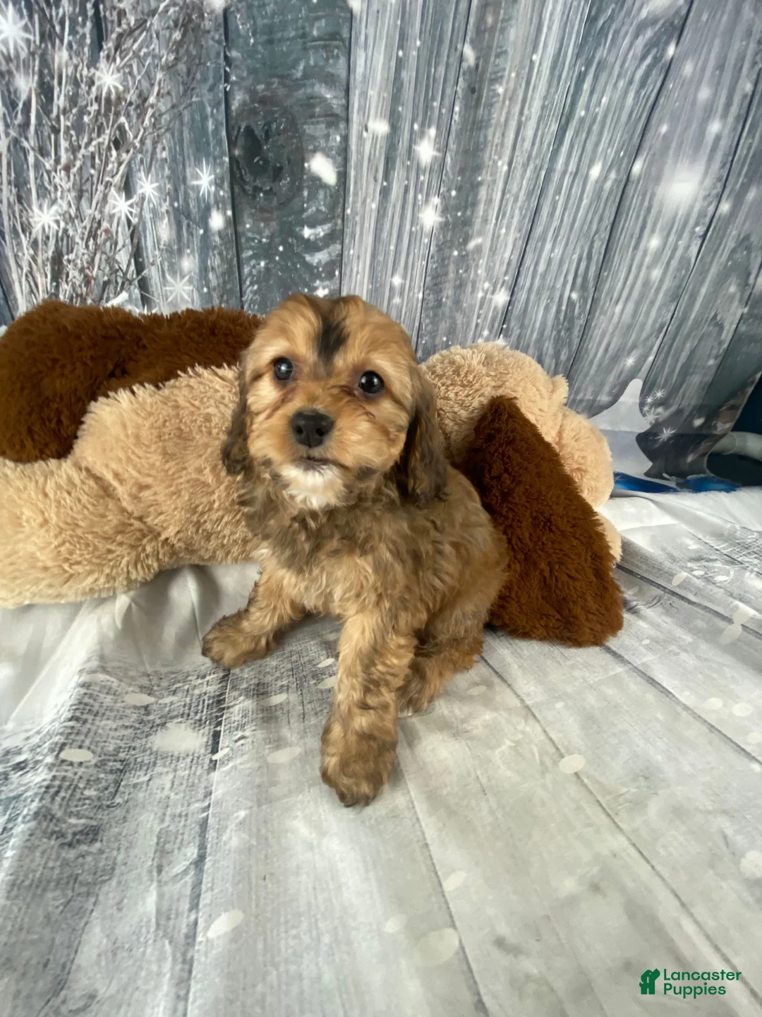 Cavapoo dogs for sale: Tilly - Ad 9