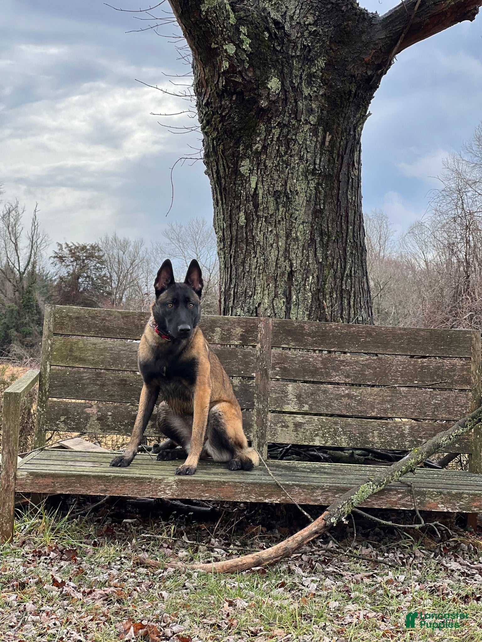Belgian Malinois dogs Belgian Malinois 6 - Ad 2
