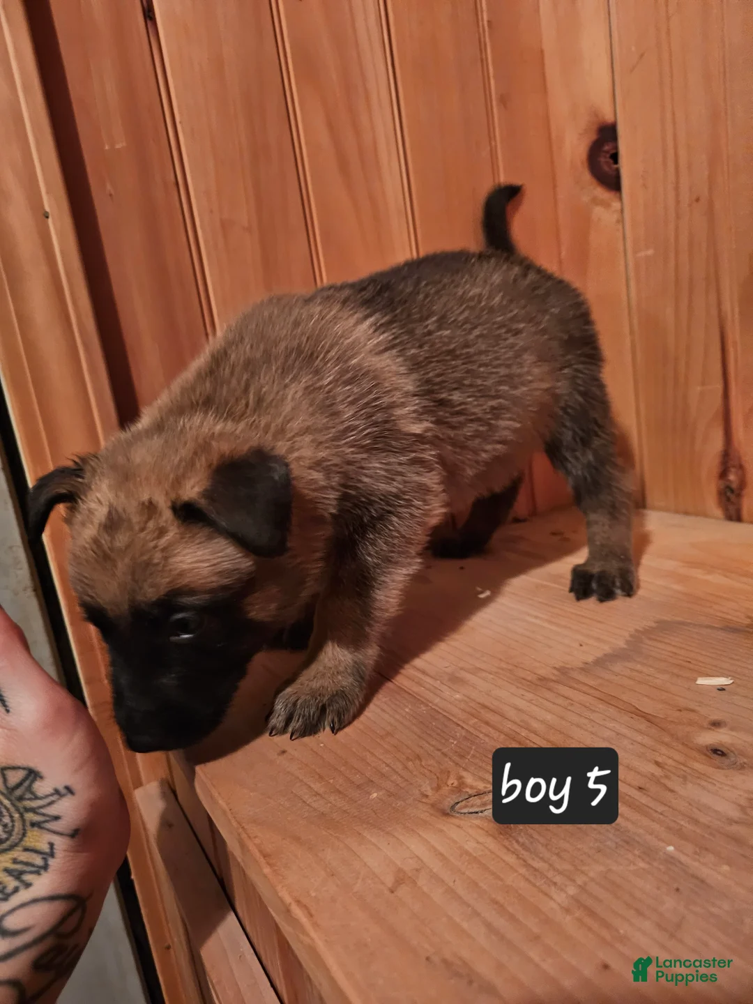 Belgian Malinois dogs for sale: Belgian Malinois Puppy 5 - Ad 4