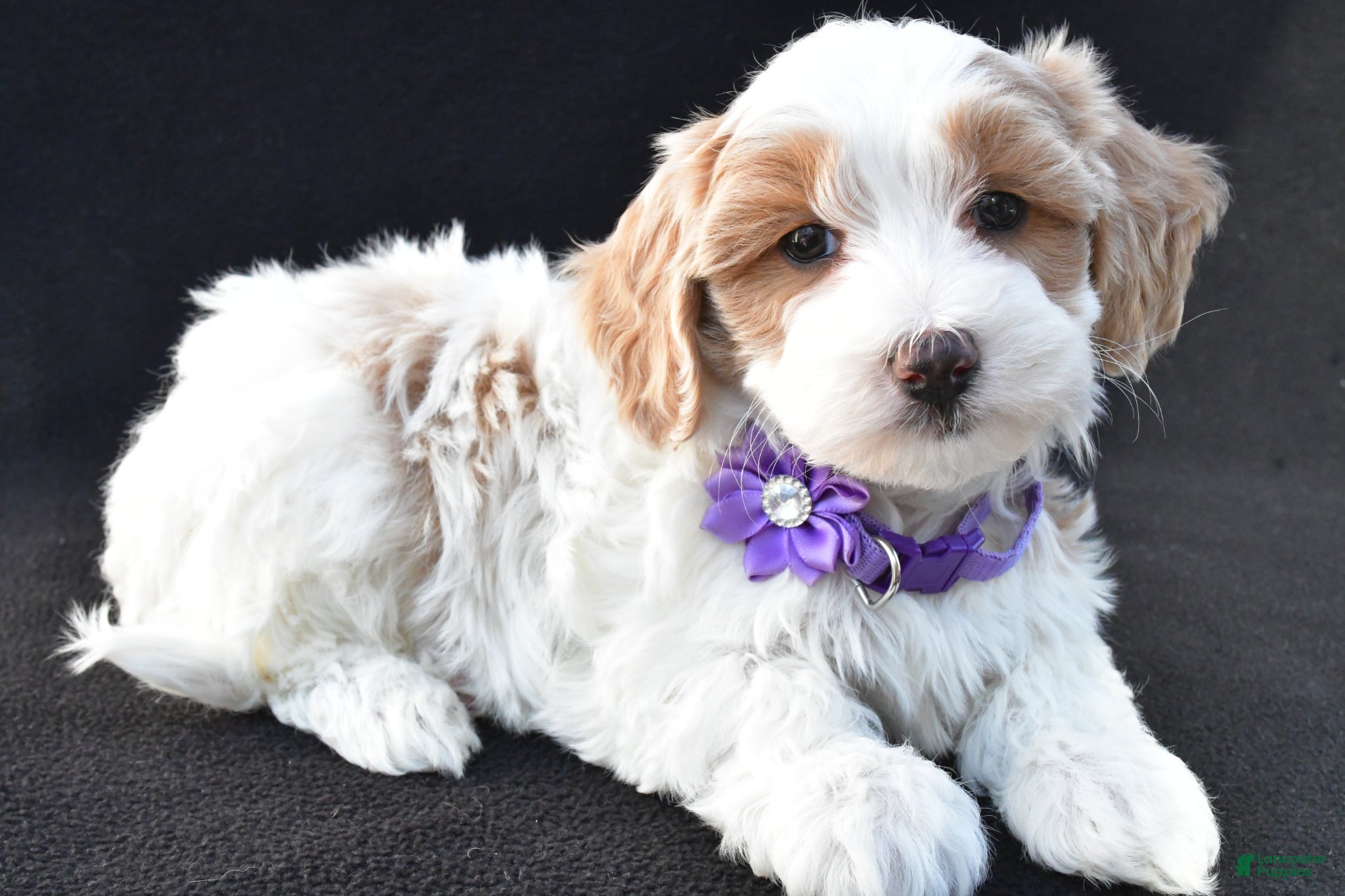 Maltipoo dogs Maddie - Ad 1