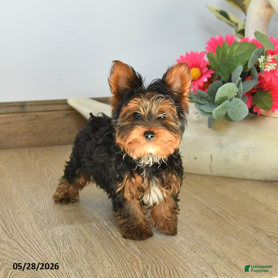 Yorkshire Terrier dogs for sale: Jordan - Ad 2