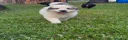 Mixed Breed dogs for sale: Rose - Ad 1
