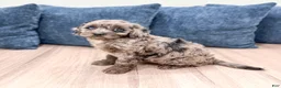 Miniature Poodle dogs for sale: Griffin - Ad 4
