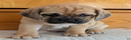 Puggle dogs for sale: Chuck  - Ad 12