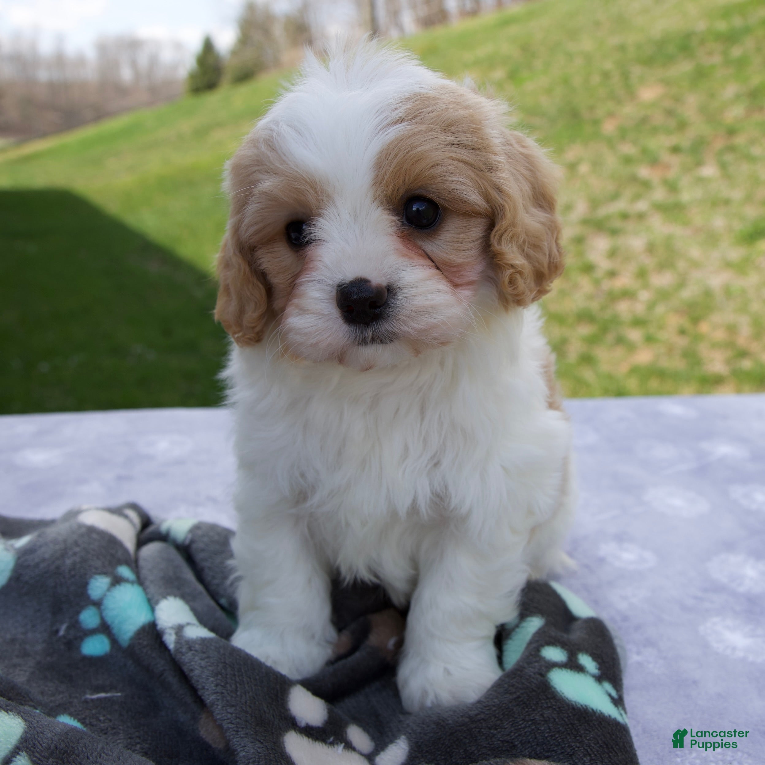 Cavapoo dogs Blake - Ad 1
