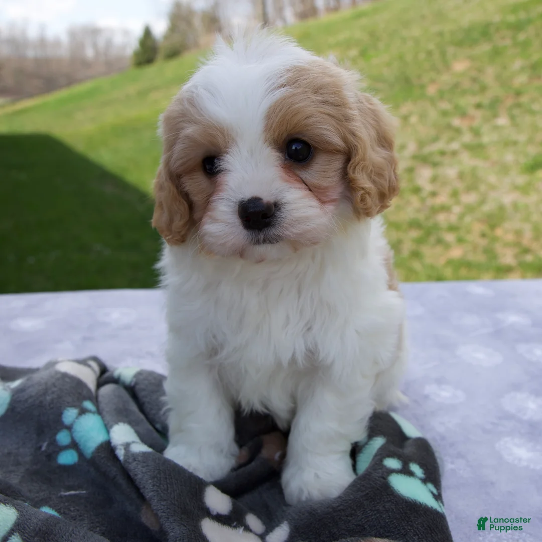 Cavapoo dogs for sale: Blake - Ad 1