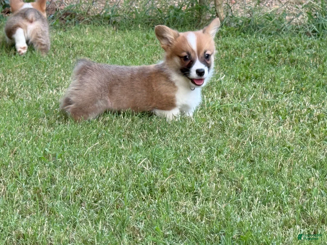 Welsh Corgi Pembroke dogs for sale: Full AKC - Ad 2