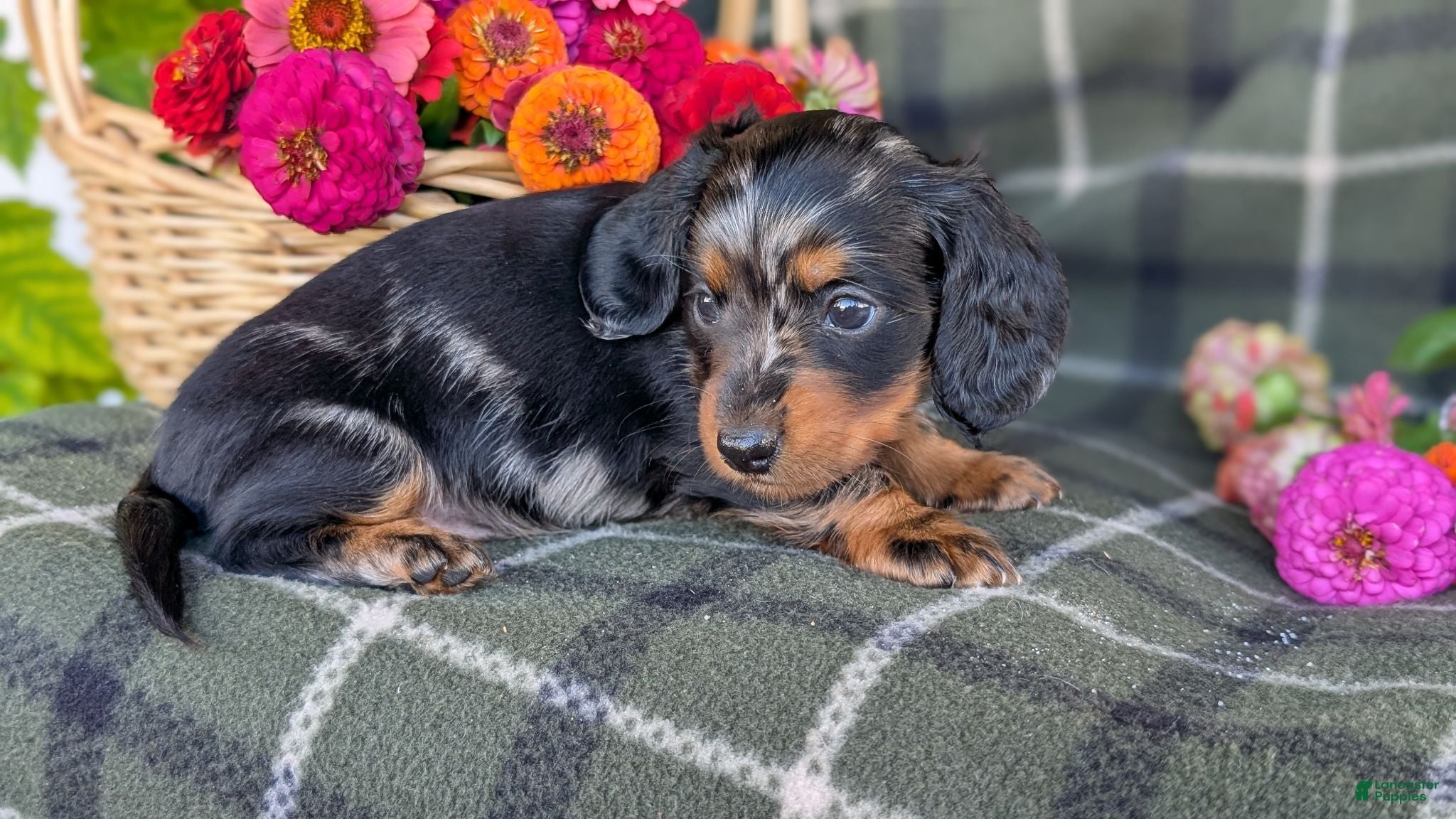 Dachshund dogs Tessa  - Ad 1