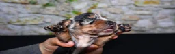 Miniature Dachshund dogs for sale: Miniature Dachshund Puppy 4 - Ad 14