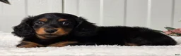 Miniature Dachshund dogs for sale: Blackie - Ad 3
