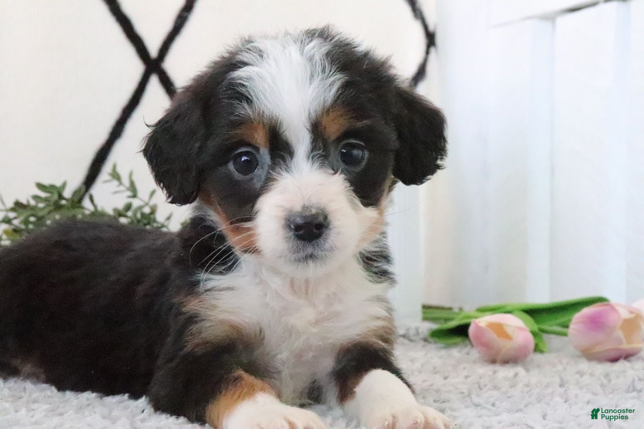 Mini Bernedoodle dogs Ellie - Ad 1