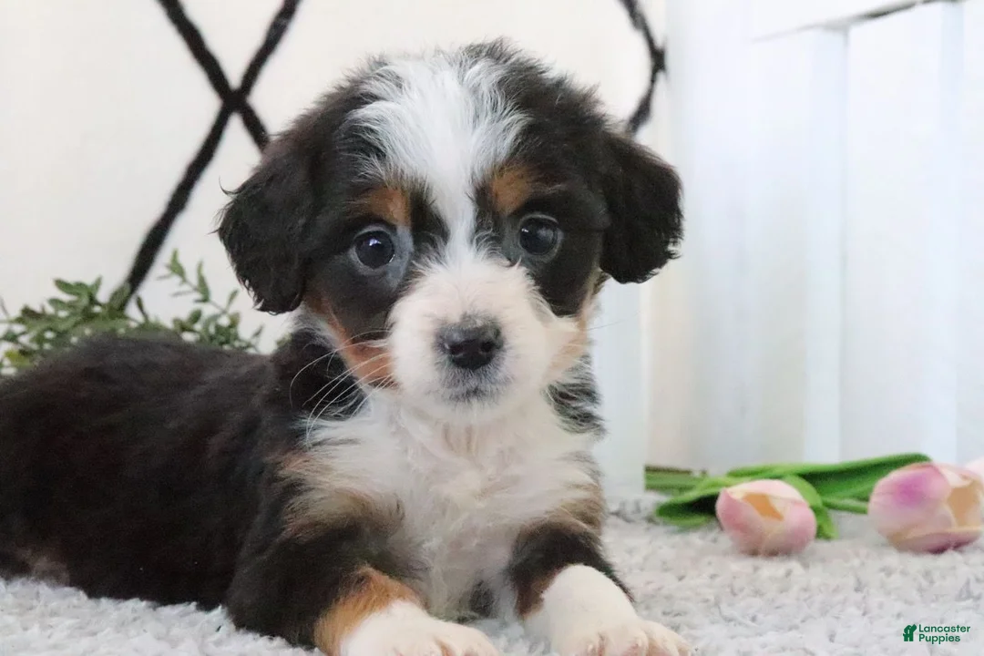 Mini Bernedoodle dogs for sale: Ellie - Ad 1