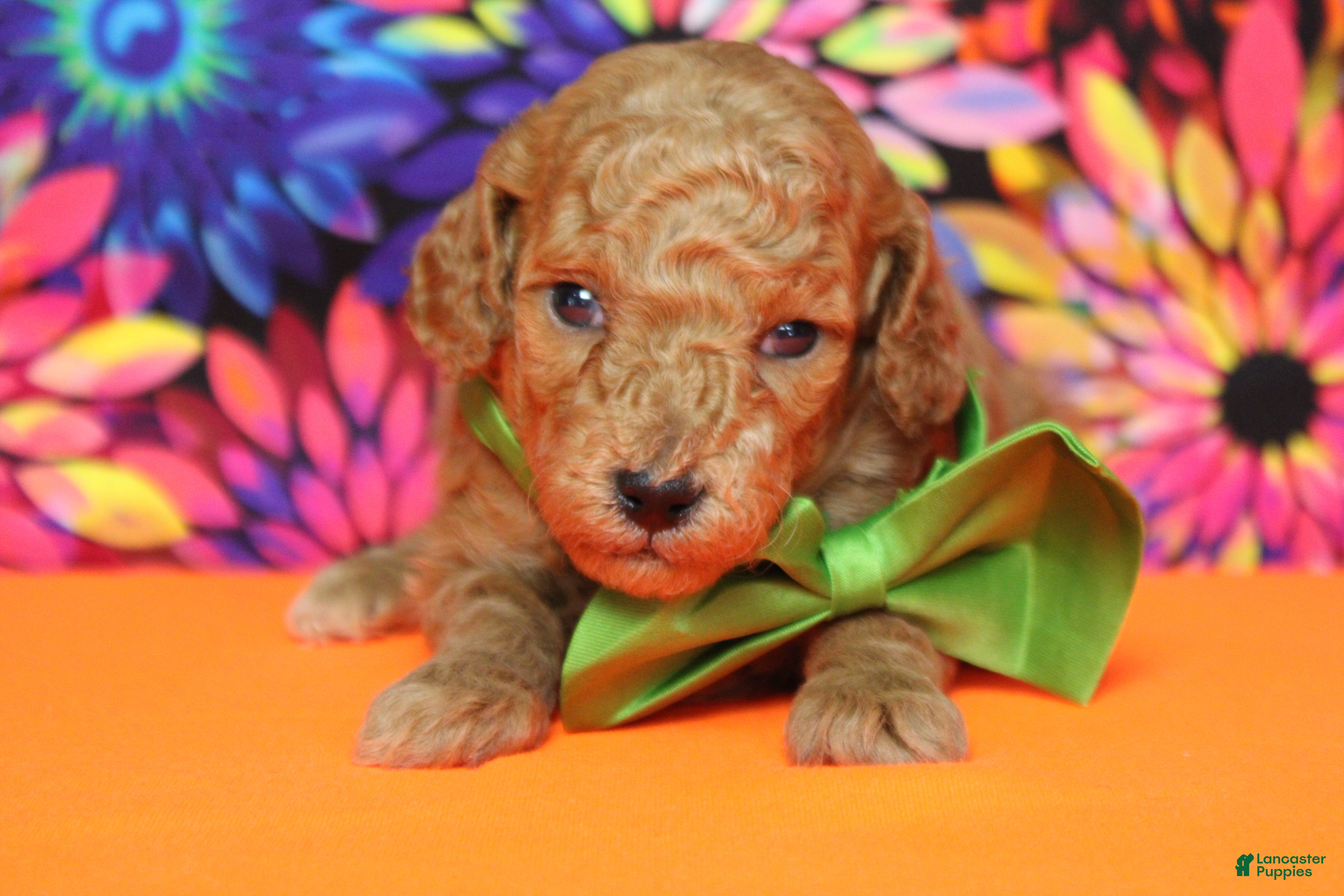 Mixed Breed dogs Mandarin  - Ad 26