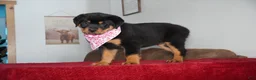 Rottweiler dogs for sale: Gabby - Ad 5